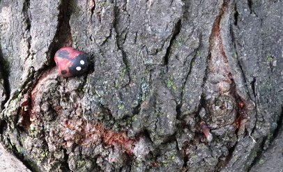 AitP_coccinelle.jpg